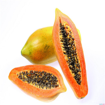 Early maduro vigoroso taiwan indiano produtivo tolerante a sementes de sementes de mamão papaia (1001)